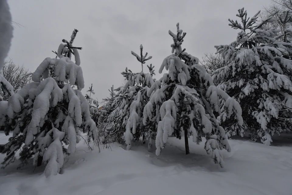 � ������������ ��������� �������� ����������� � ���� ��������