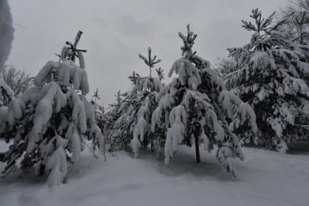 � ������������ ��������� �������� ����������� � ���� ��������