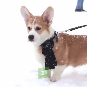 ������ ������������ � ������, ������� ����������� ����� ��� � ������