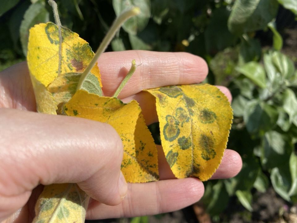 ��� �������� ������ �� �������� �����������: ������ ��� ���������