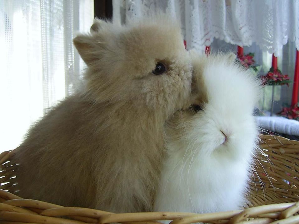 ���������� �������� � ����: �������� �������