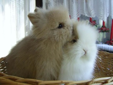 ���������� �������� � ����: �������� �������