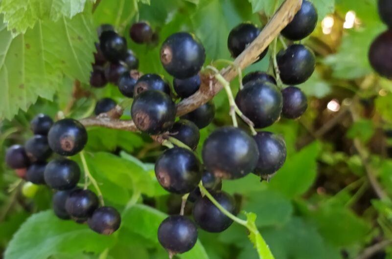 ��� ������ �������� ������������ ������ ������ ���������