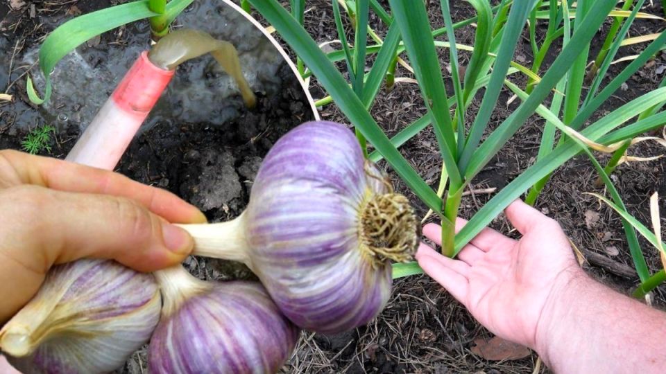 �������� ����������� �������: ��� ������� ������ ���� � ������� ������� ������