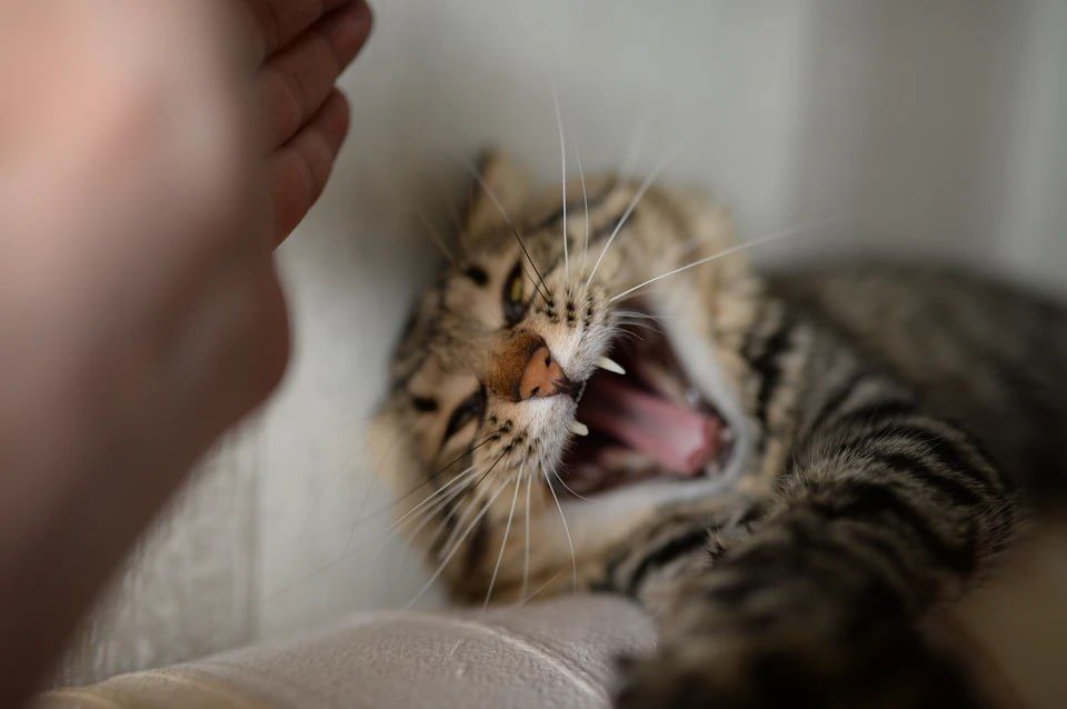 �����, ������ � ����������� ������ �������������� �������� � ���� �������� � ����������� �������