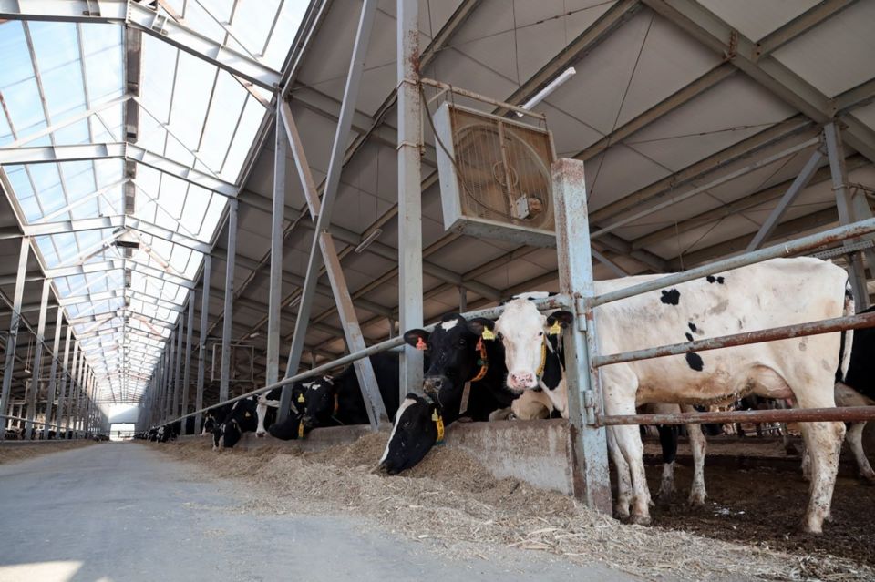 Южный Урал наращивает молочные мощности