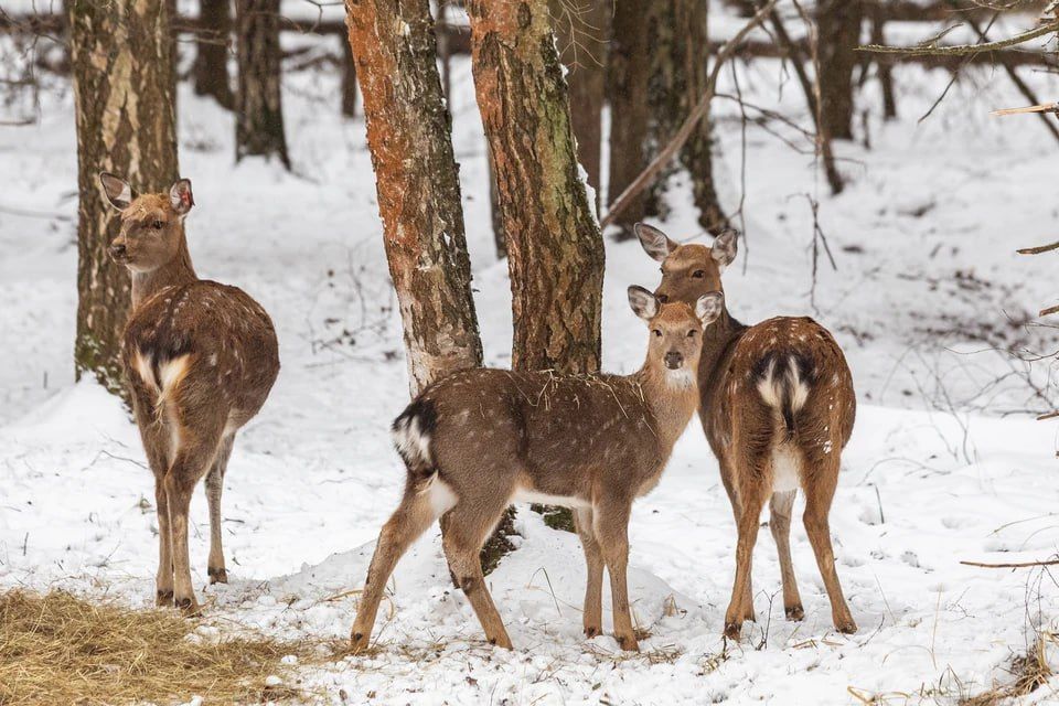 � ����������� ������� ����� �������� � ���� ����������� �� ������