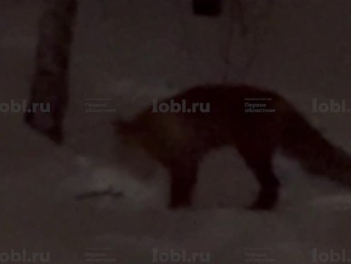 ���� ����� � ��������. ����� ������� �� ������ �� ��. ������ � ������ ������������ ��������