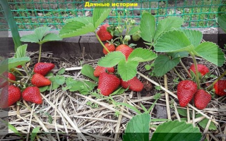 ��������: ��� ������ ���������� ������� ������