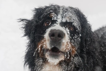 ������ ������: ������� �� ���������� ������� � ����������� ������� ���� ��� ����� ���������