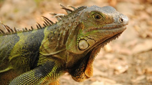 ������ � ������: ������� ����� ��������� "���������" ������� � ����������� �������