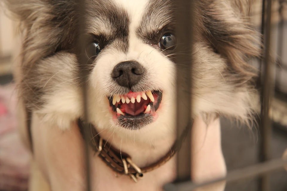 В Челябинской области на территории трех сел объявили карантин по бешенству