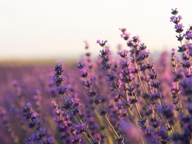 �����-������ ��� ������ �������: ��� ������� �������� ������