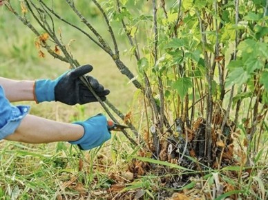уход за кустарниками: секреты успешного садоводства