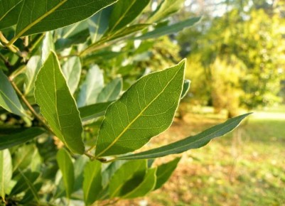 выращивание лаврового дерева на даче: возможно ли это?