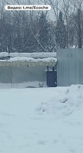 � ������ ������ ������� ������, ������� ������ � ���� �� ���������� ��������