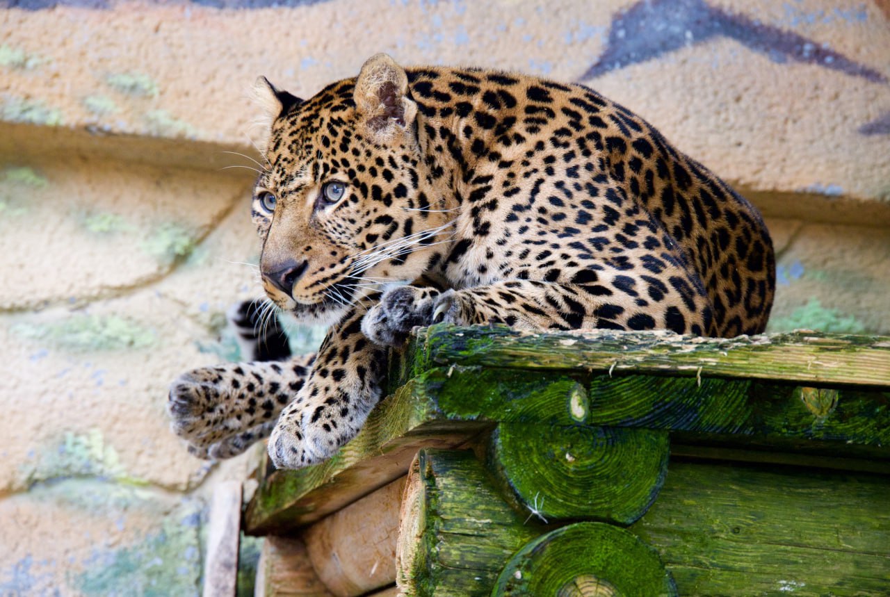 У тигра и леопарда в зоопарке Челябинска обнаружили проблемы со здоровьем