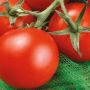 Томат Супер ред: идеальный выбор для щедрого урожая