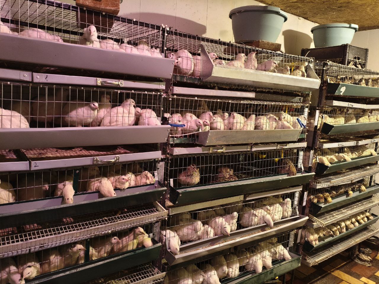 «Они для чего-то выжили»: фермер из Кыштыма потерял все, кроме надежды «Они для чего-то выжили»: фермер из Кыштыма потерял все, кроме надежды