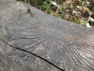 ������������ ����� �������: ��� ������ ��� ������� �� ������?