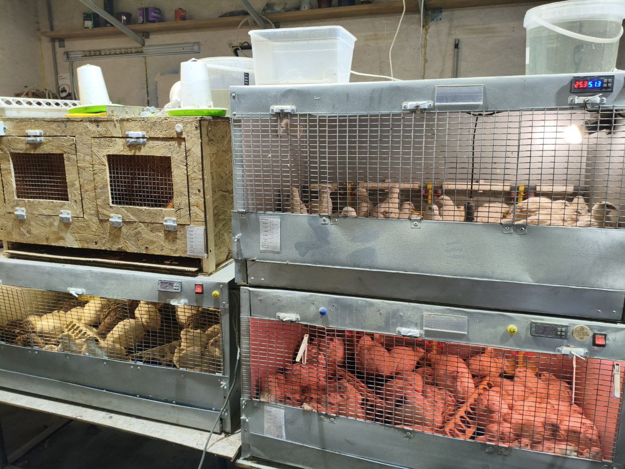 «Они для чего-то выжили»: фермер из Кыштыма потерял все, кроме надежды «Они для чего-то выжили»: фермер из Кыштыма потерял все, кроме надежды