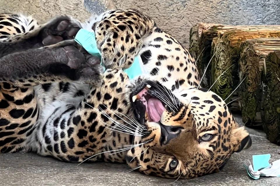 Челябинский зоопарк лишился одного из своих питомцев