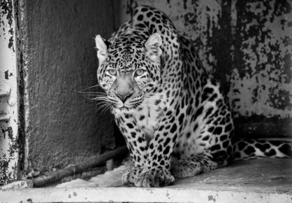 Умер леопард Амир из зоопарка Челябинска