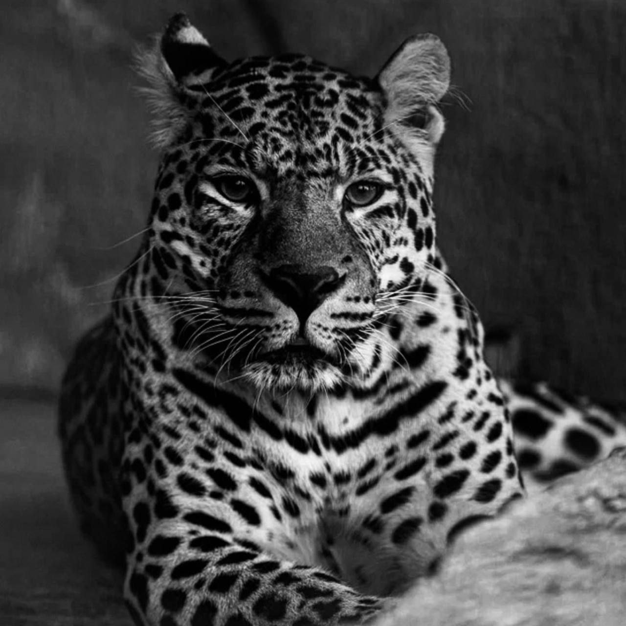 В челябинском зоопарке умер леопард