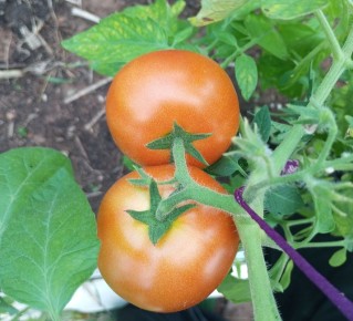 Как выбрать томаты по вкусу: простой взгляд на практику садовода