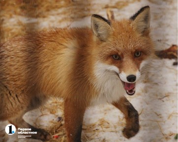 В Челябинской области в третий раз за месяц вводят карантин по бешенству
