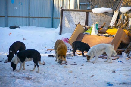 � ���������� ��������� ���� ����� ������ ����� � ���