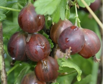 Почему крыжовник трескается и как сохранить урожай целым