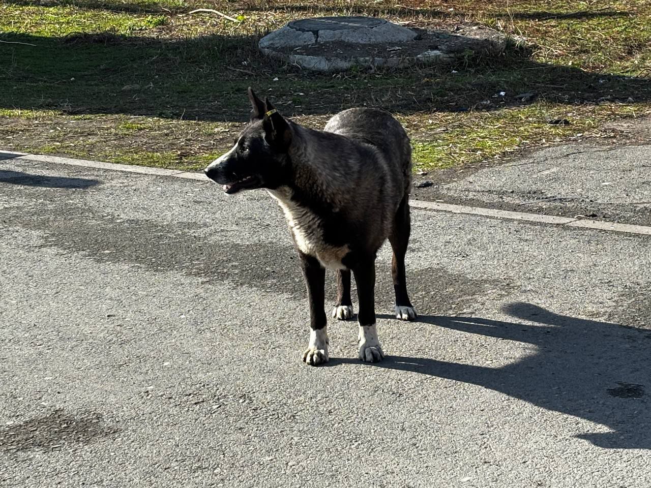 С 1 января копейчане обязаны регистрировать домашних животных