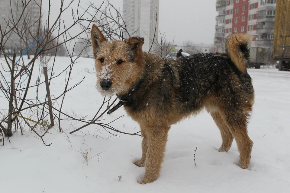 В челябинском СНТ «Слава» неизвестные отравили собак