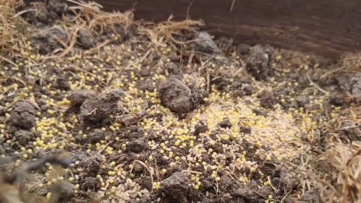 ��� ������� �������� ������� ��������: �� ����� ��� ��� � ���������� ������