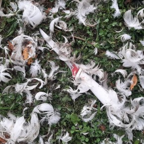 ������ ��������������� ������ ������� � ���� �� �������� ���� �������, ���������� � ������� ����� ����������� �������