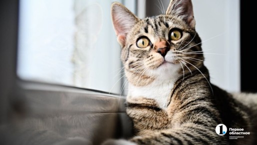 Снежные ванны для кошек смертельно опасны!