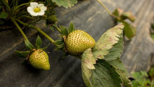 � ������� �������� ����� ��� ���������: ��������� ����� ����� ������� �������