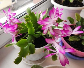 ���� �� ����������� ��� ������� ��������