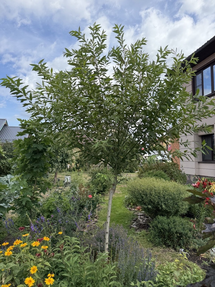 Поллард: выращиваем иву на штамбе для плетения