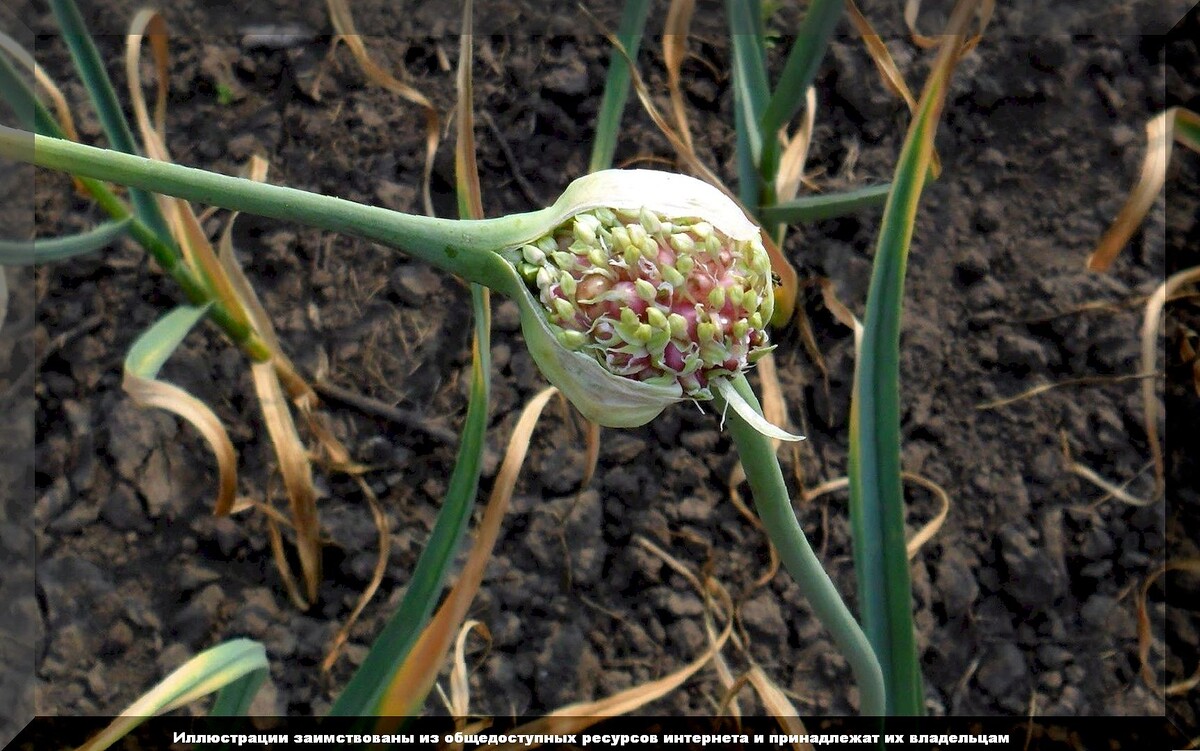 Секреты успешного хранения чеснока: как не потерять урожай