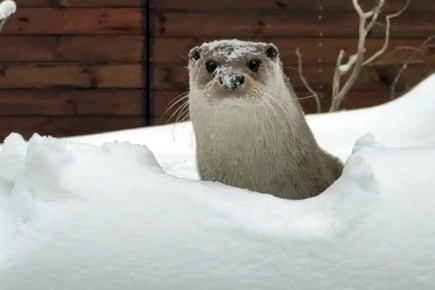 � ����������� �������� ���� ���� ���������� ����� �����������