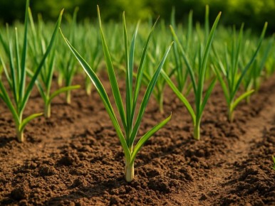 ������ �� ����� ������: ��� ��������� ������ �� ��� ���