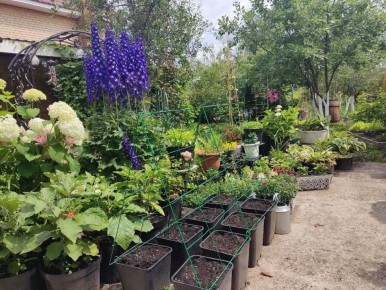 ��� ��������� ������� �� ��������: ���� ������� ����� �� �����