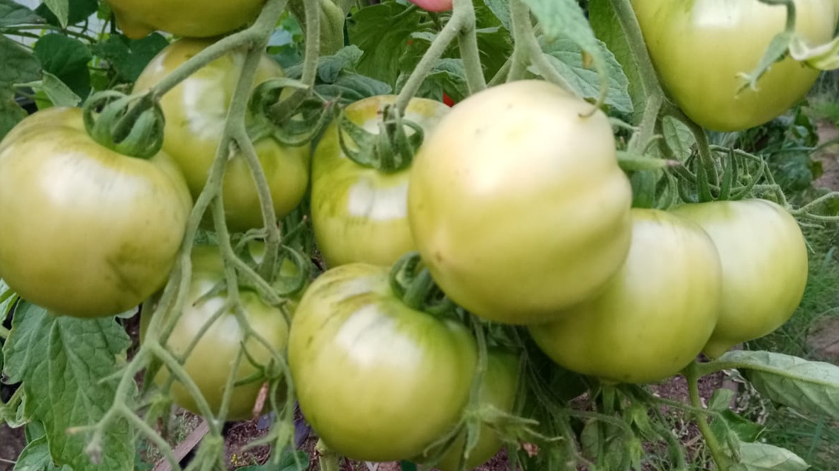 выращивание индетерминантных томатов: как 40% урожая от соседей стали реальностью