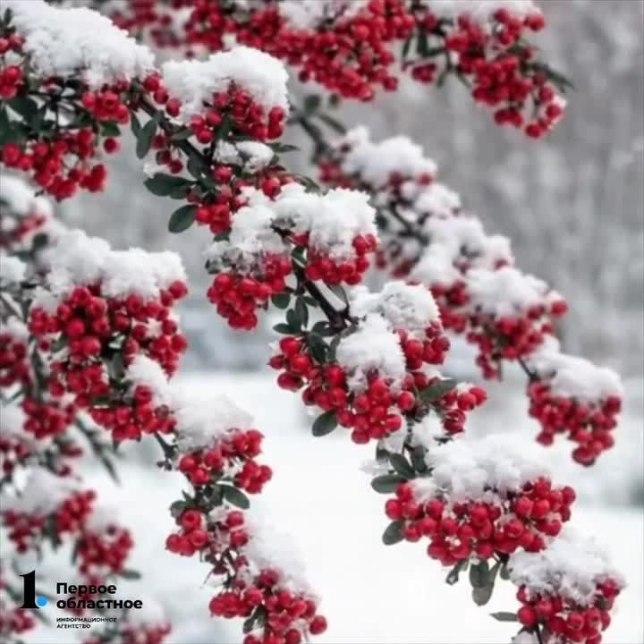 ����� -11�C, ������� ����� -10�C