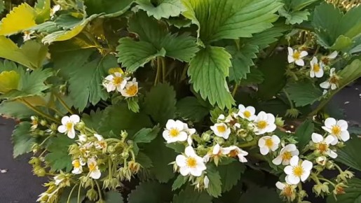 Как защитить клубнику от вредителей с помощью домашних средств