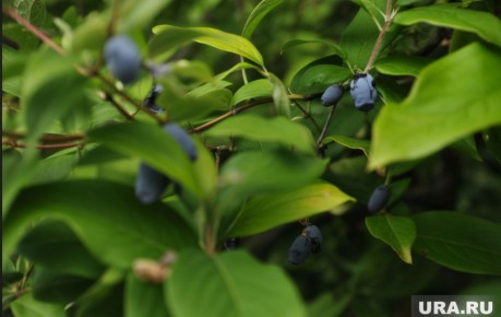 Подкормка жимолости в августе: как сохранить здоровье кустов