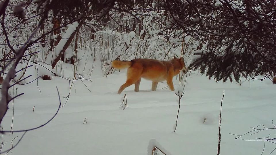 ������ ������ ������ � �������� ����������� �� ���������