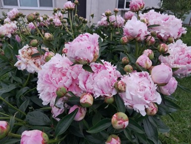 ��������� �������� �������: ����������, ������� ������ ���� �� ���� ������